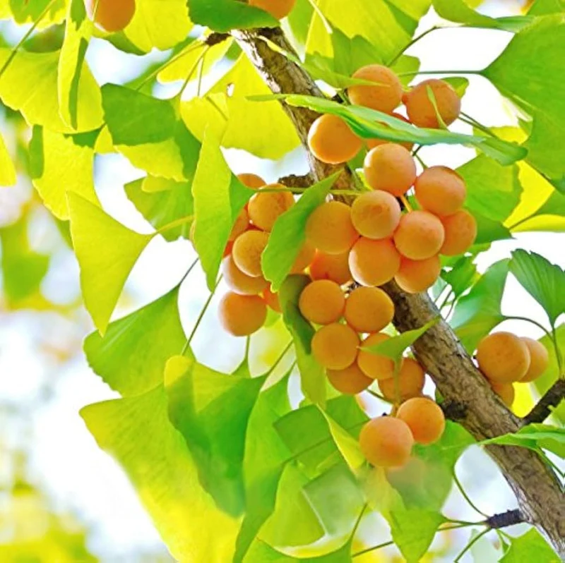 Ginkgo Biloba Fruit Seeds Elevate Your Gardening Experience with Unique and Ancient Trees for a Timeless Addition to Your Landscape!