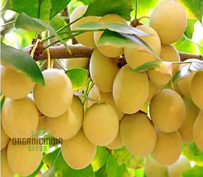 Ginkgo Biloba Fruit Seeds Elevate Your Gardening Experience with Unique and Ancient Trees for a Timeless Addition to Your Landscape!