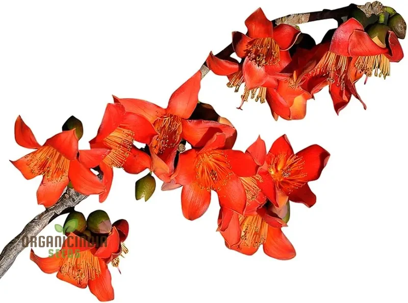 Red Perennial Kapok flower seeds for Planting