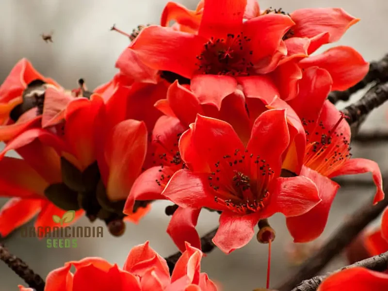 Red Perennial Kapok flower seeds for Planting