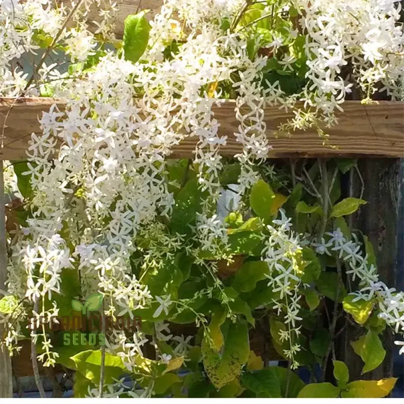 Petrea volubilis Seeds - Exquisite Climbing Vine for Your Garden | Gardening Seeds