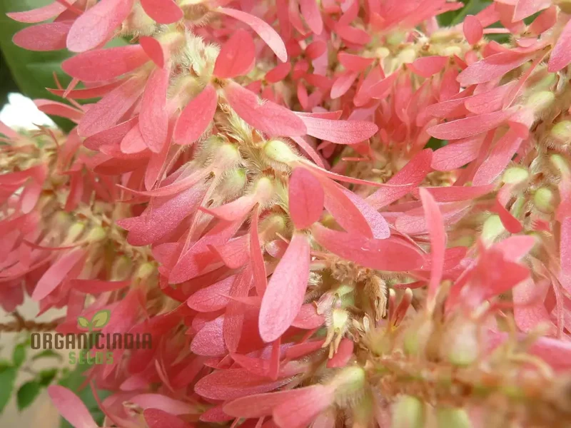 Petrea Volubilis Seeds - Exquisite Pink Flowering Vine for Your Garden | Rare Gardening Seeds