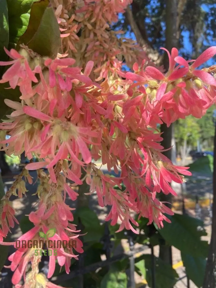 Petrea Volubilis Seeds - Exquisite Pink Flowering Vine for Your Garden | Rare Gardening Seeds