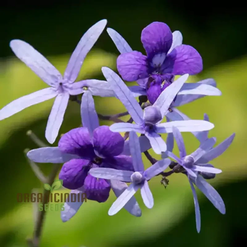 Petrea Volubilis Seeds - Exquisite Purple Flowering Vine for Your Garden | Rare Gardening Seeds