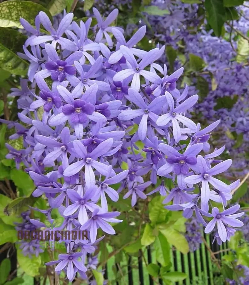 Petrea Volubilis Seeds - Exquisite Purple Flowering Vine for Your Garden | Rare Gardening Seeds
