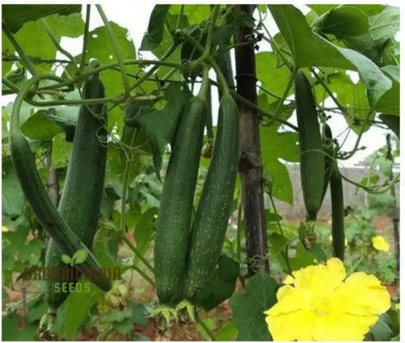 Desi Bunching Sweet Sponge Gourd Seeds – Premium Quality for Your Garden