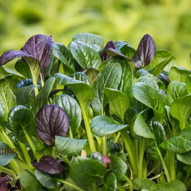 Kashmiri Saag Seeds for Planting Heirloom Quality Seeds for Your Garden
