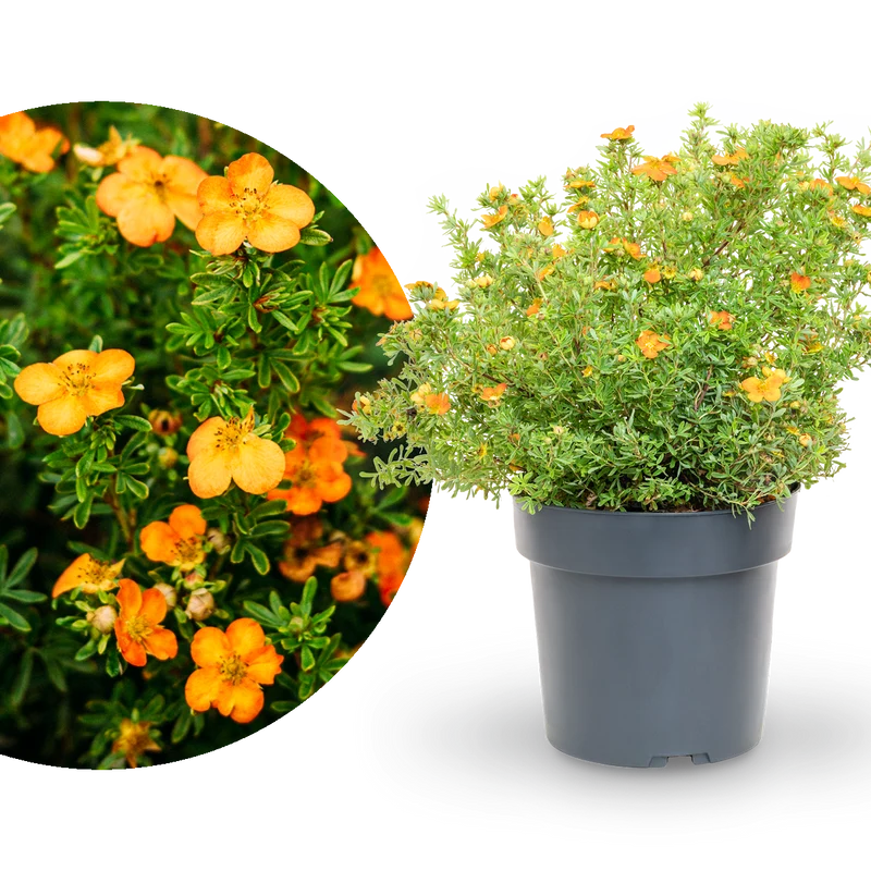 Fünffingerstrauch 'Bella Sol'® Gelb-orange