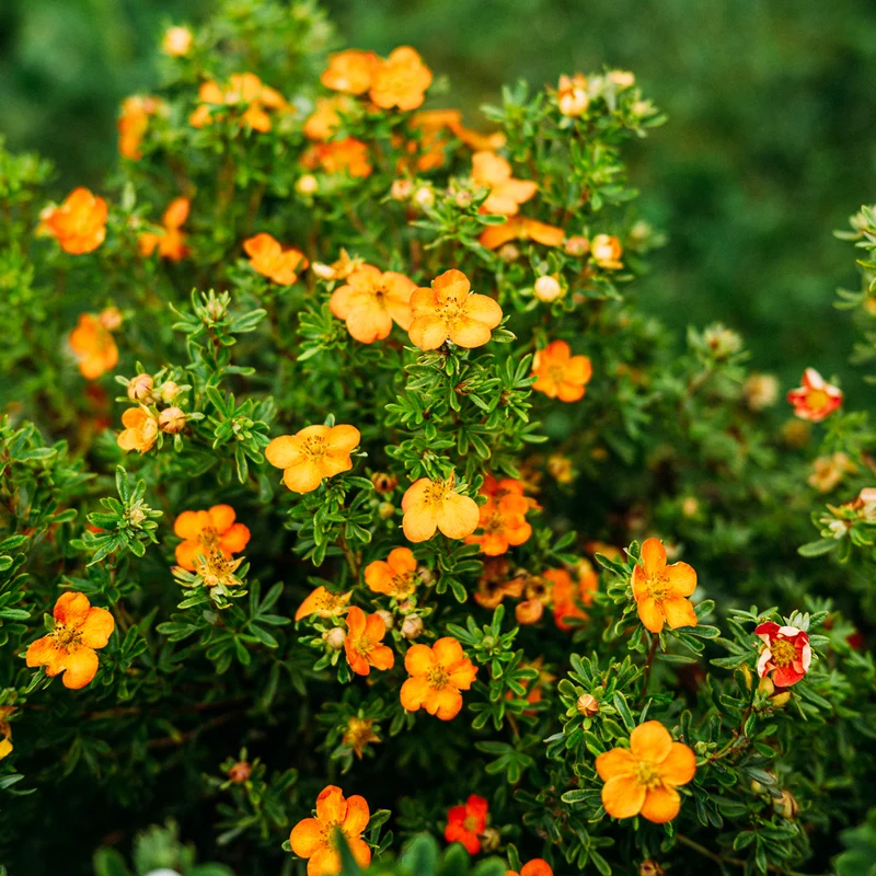 Fünffingerstrauch 'Bella Sol'® Gelb-orange