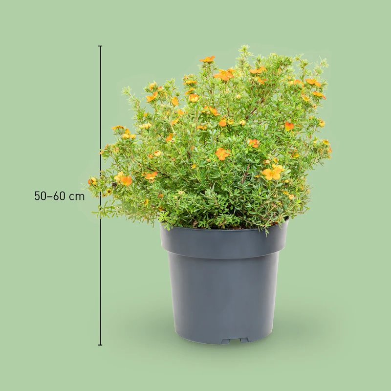 Fünffingerstrauch 'Bella Sol'® Gelb-orange