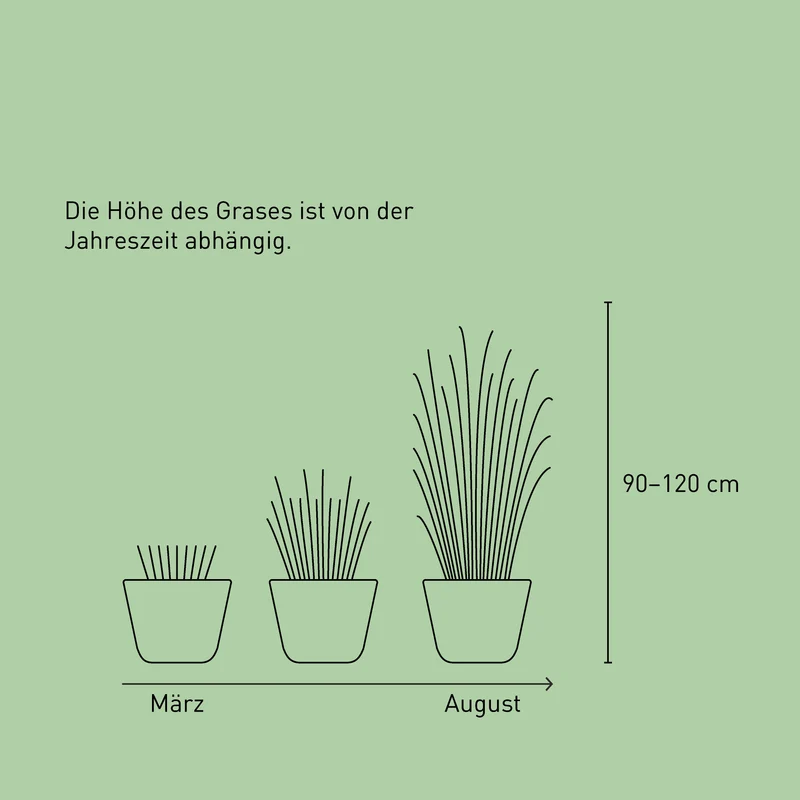 Chinaschilf ‘Ferner Osten’