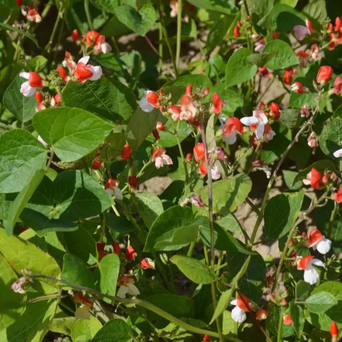 Runner Bean Hestia (Dwarf) Vegetable Seeds for Planting, Perfect for Small Gardens & Containers â€“ High-Quality Seeds for Easy Gardening