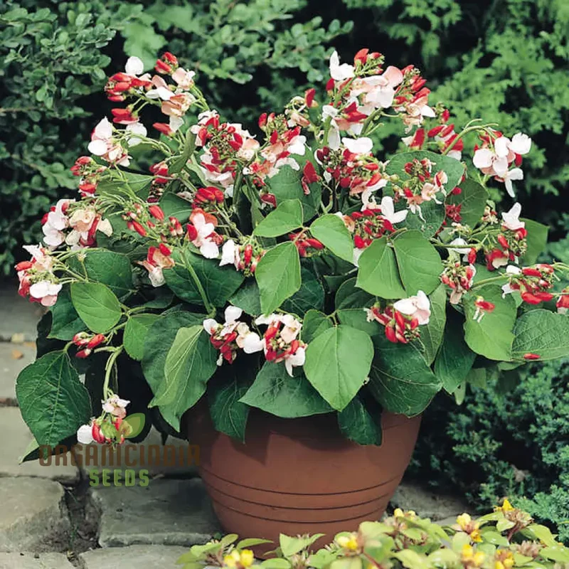 Runner Bean Hestia (Dwarf) Vegetable Seeds for Planting, Perfect for Small Gardens & Containers â€“ High-Quality Seeds for Easy Gardening