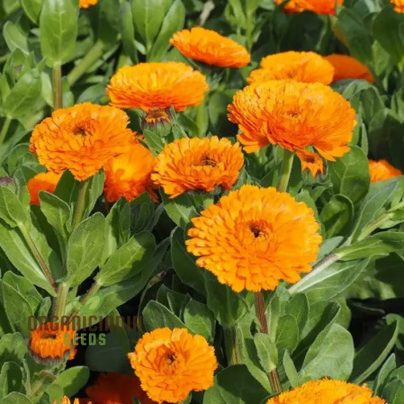 Ball's Orange Seeds for Planting - High-Quality Organic Seeds