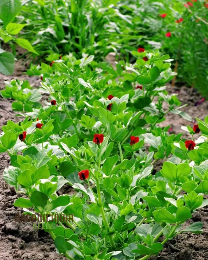 Asparagus Pea Vegetable Seeds For Planting, Unique and Flavorful Vegetable for an Exciting Garden Harvest