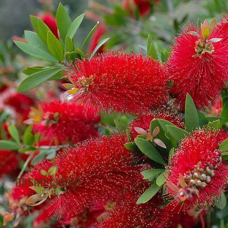 Albany Bottlebrush Wildflower Seeds - Premium Gardening Seeds for Vibrant Blooms