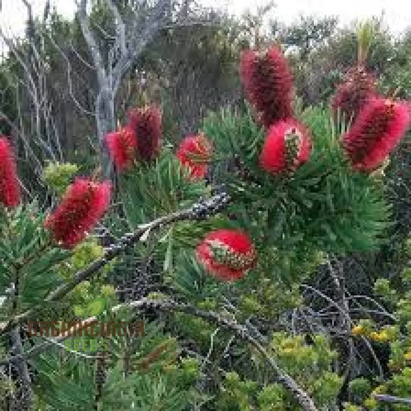 Albany Bottlebrush Wildflower Seeds - Premium Gardening Seeds for Vibrant Blooms