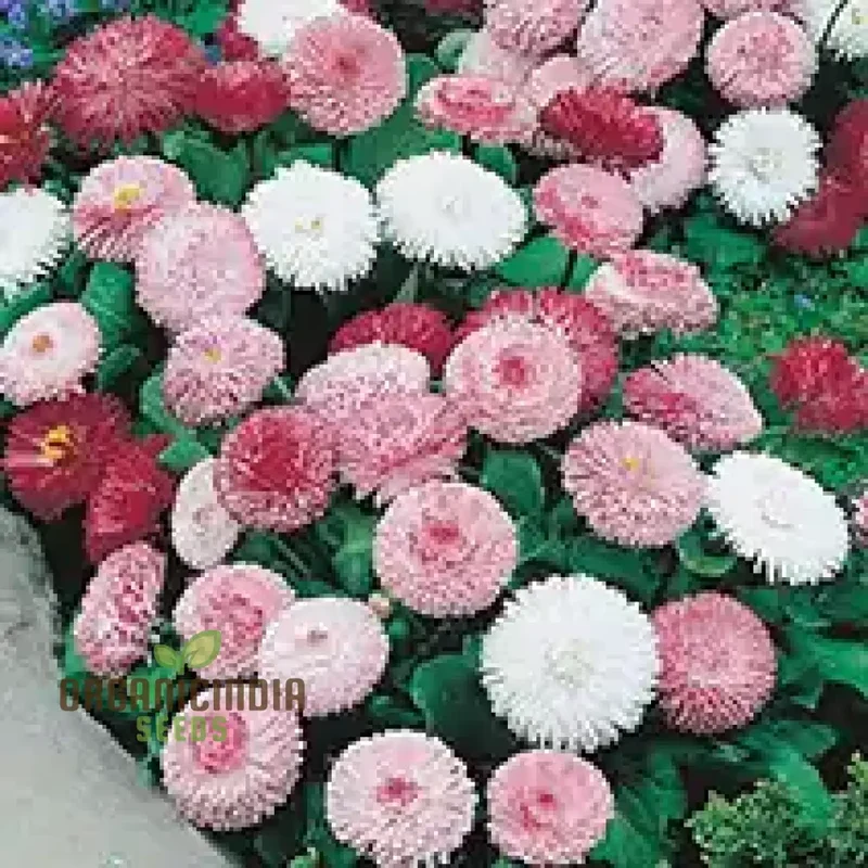 Monstrosa Mix Seeds for Stunning Garden Displays | Premium Quality Seeds for Successful Planting