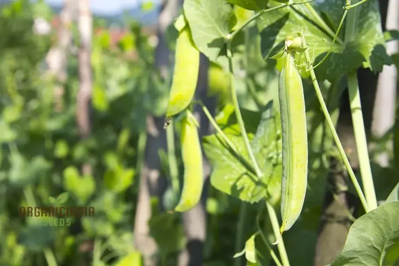 Pea Bean Vegetable Seeds for Planting, High-Quality Seeds for Grow Healthy, Productive Pea Beans in Your Garden Perfect Seeds for Home Garden