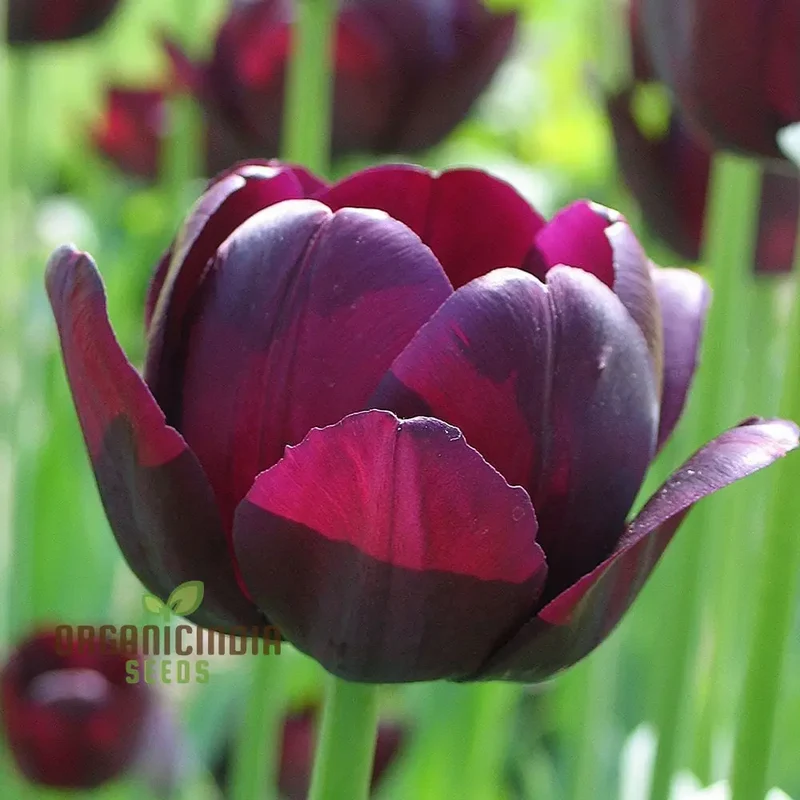 Tulip Queen of the Night Flower Seeds For Planting, Elegant and Dramatic Dark Tulips for a Sophisticated Garden Display