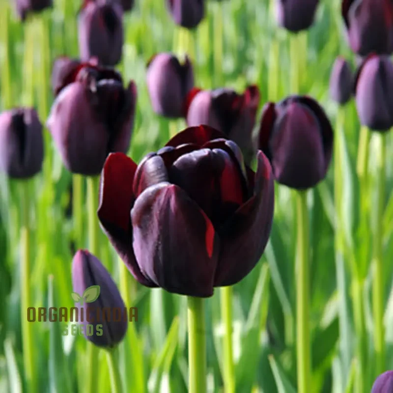 Tulip Queen of the Night Flower Seeds For Planting, Elegant and Dramatic Dark Tulips for a Sophisticated Garden Display