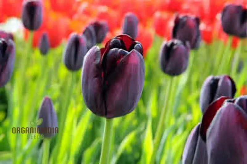 Tulip Queen of the Night Flower Seeds For Planting, Elegant and Dramatic Dark Tulips for a Sophisticated Garden Display