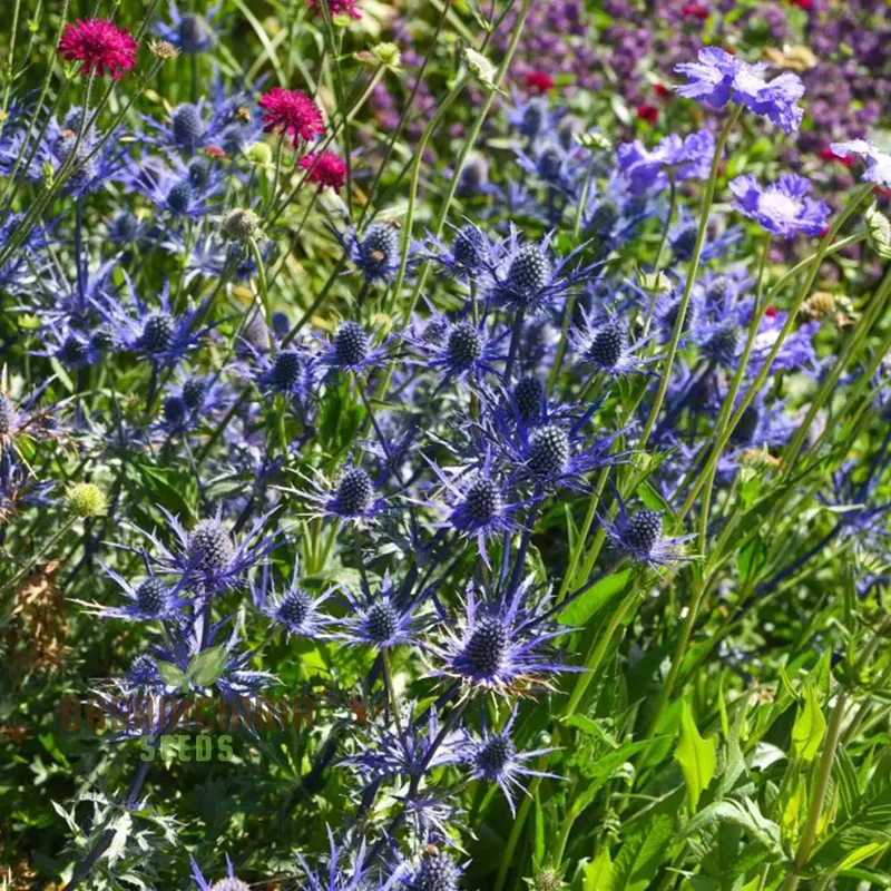 Metal Blue Flower Seeds for Planting - Beautiful Blooms