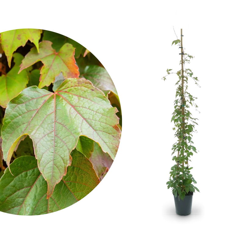 Wilder Wein 'Veitchii'