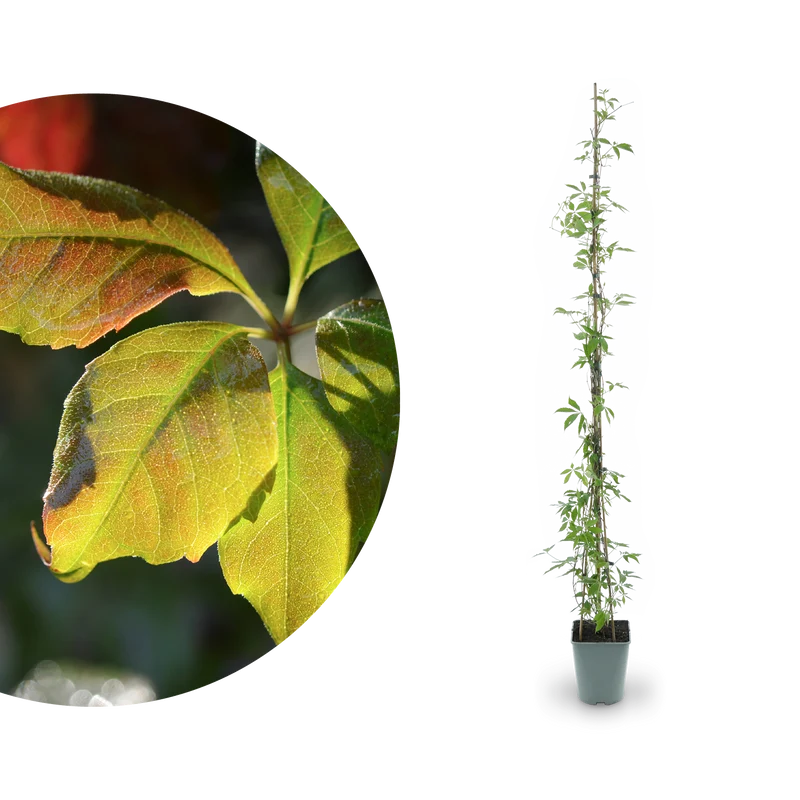 Mauerwein 'Engelmannii'
