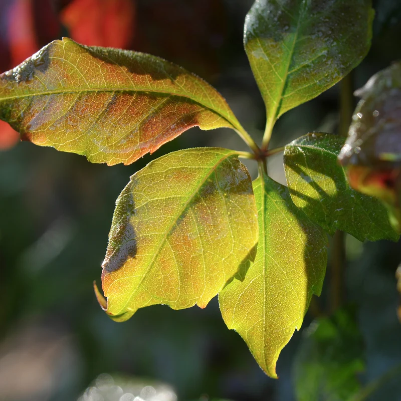 Mauerwein 'Engelmannii'