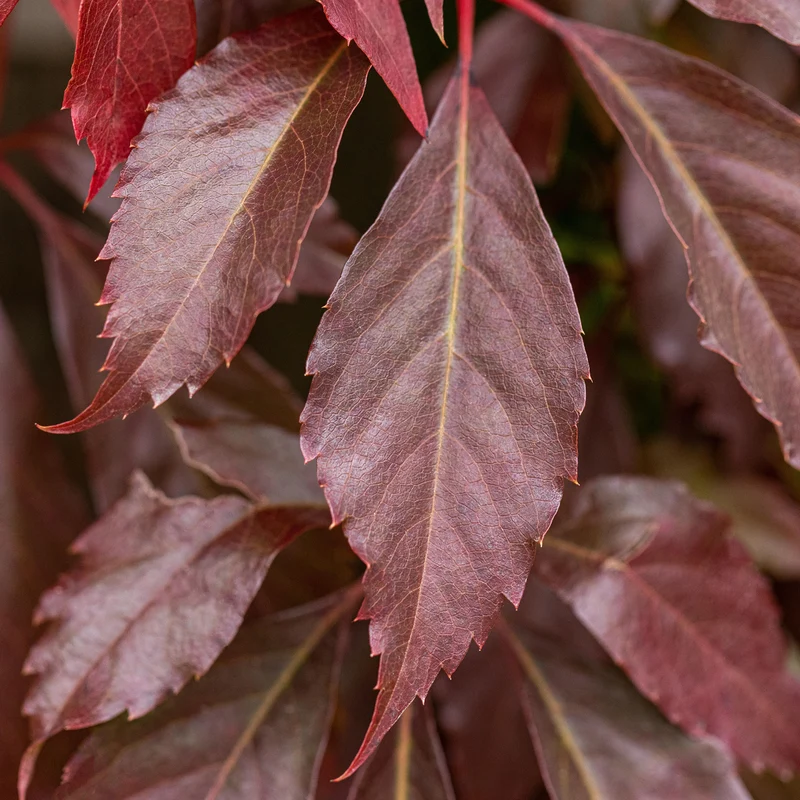 Mauerwein 'Engelmannii'