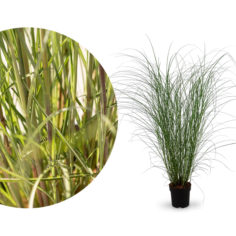 Chinaschilf 'Gracillimus'