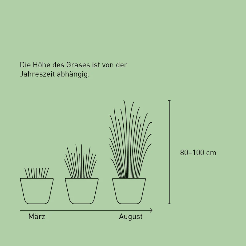 Chinaschilf 'Gracillimus'