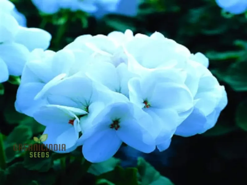 Semi Geranium Saturn Stars Flower Seeds for Planting 100 pcs
