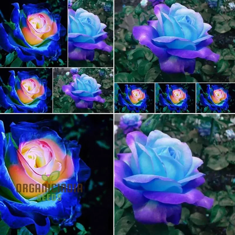 Rare Blue Pink Rose Seeds for Planting - Balcony Garden (100 pcs)