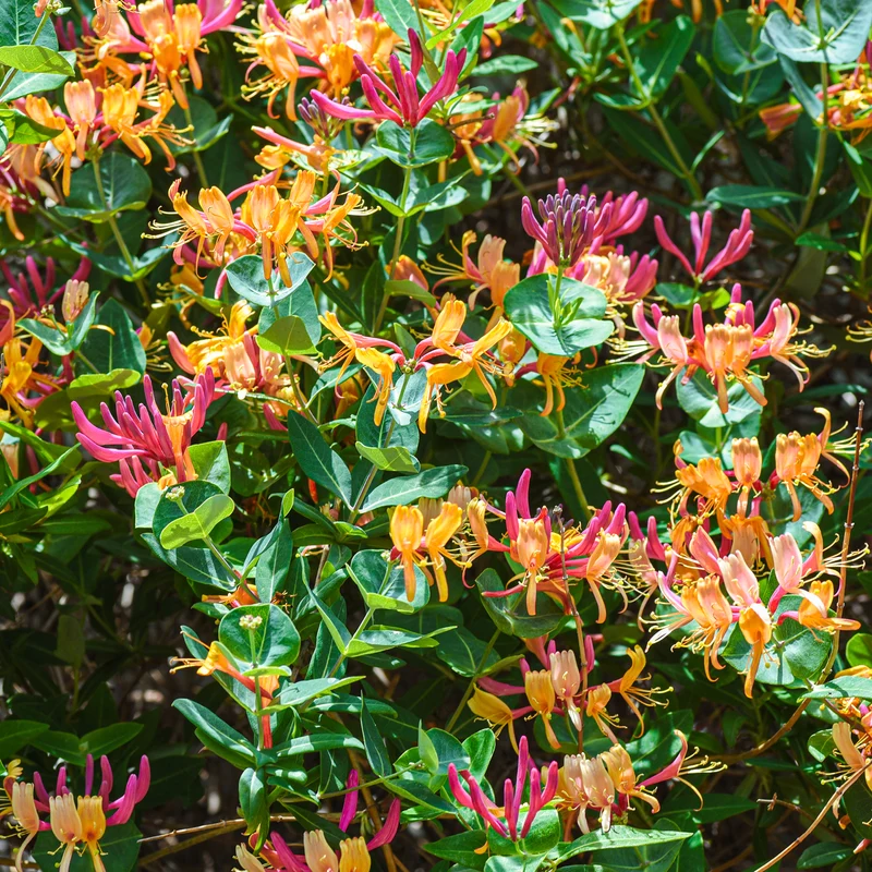 Geißblatt 'Goldflame' Orange-Rot