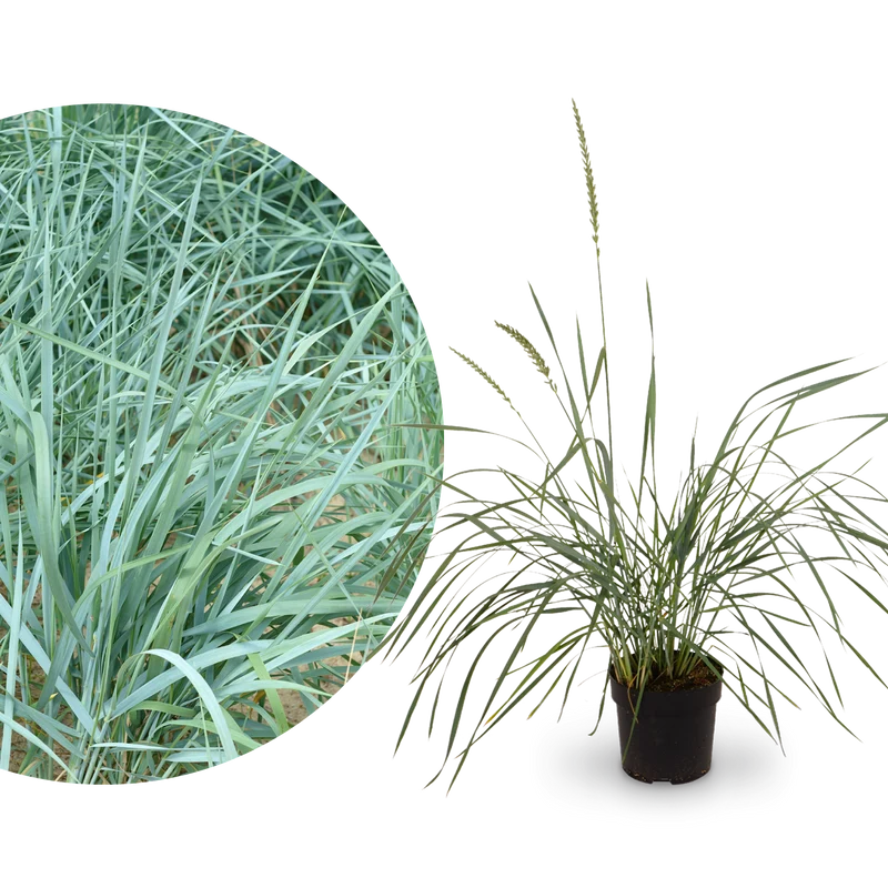 Blauer Strandroggen 'Blue Dune'