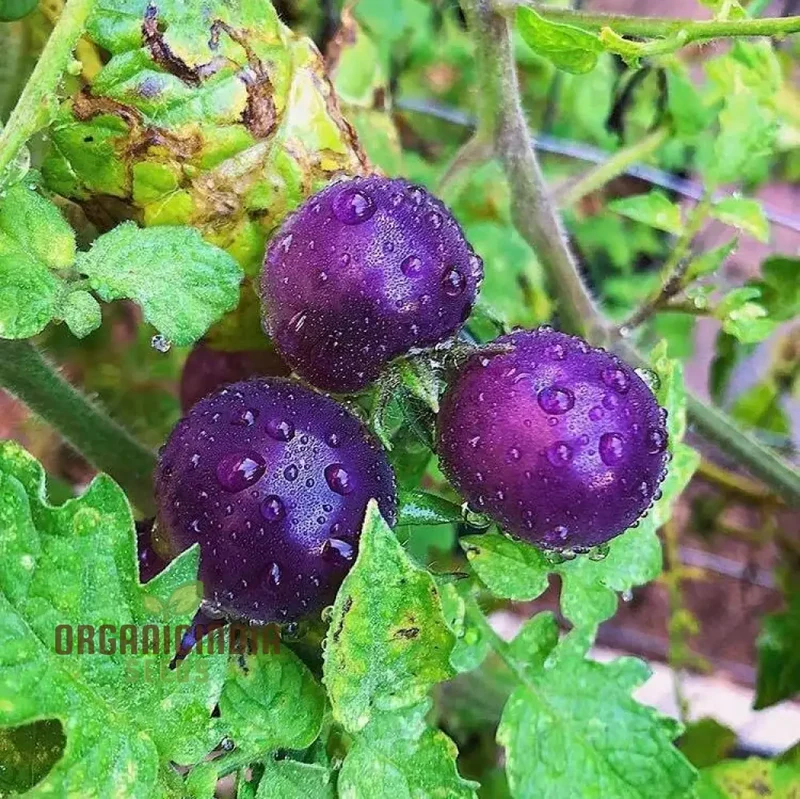 Indigo Blue Berries Tomato Seeds for Planting,Enhance Your Gardening