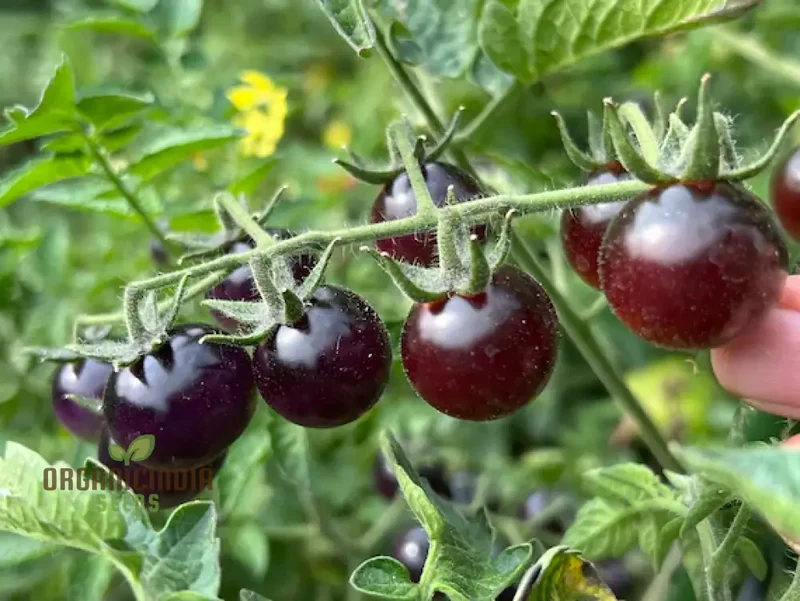 Indigo Blue Berries Tomato Seeds for Planting,Enhance Your Gardening