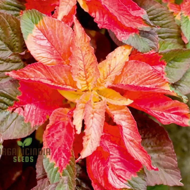 Amaranth Bicolor Illumination Seeds for Planting, Gardening Enthusiasts