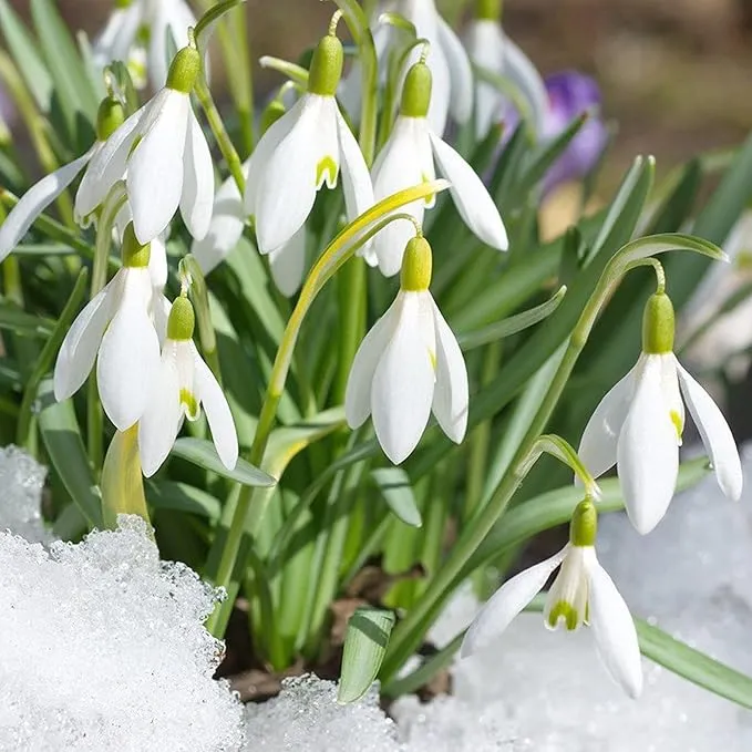 Galanthus Elwesii Flower Seeds For Planting, Elegant Snowdrop Flowers for a Charming and Early Spring Garden Display