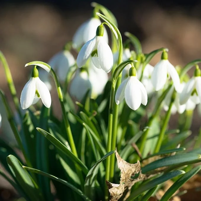 Galanthus Elwesii Flower Seeds For Planting, Elegant Snowdrop Flowers for a Charming and Early Spring Garden Display
