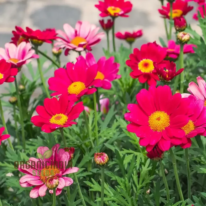Robinson’s Giant Painted Daisy Seeds – Giant Spring Blooms