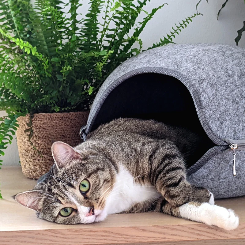 Katzenfreundliche Zimmerpflanzen (6er Set)