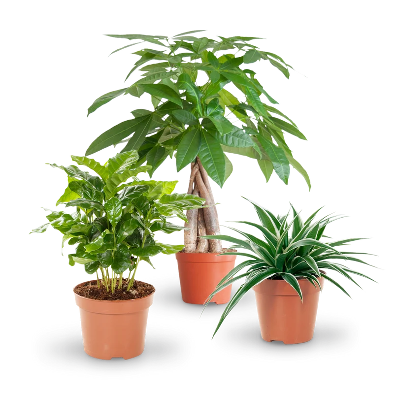 Katzenfreundliche Zimmerpflanzen (3er Set)