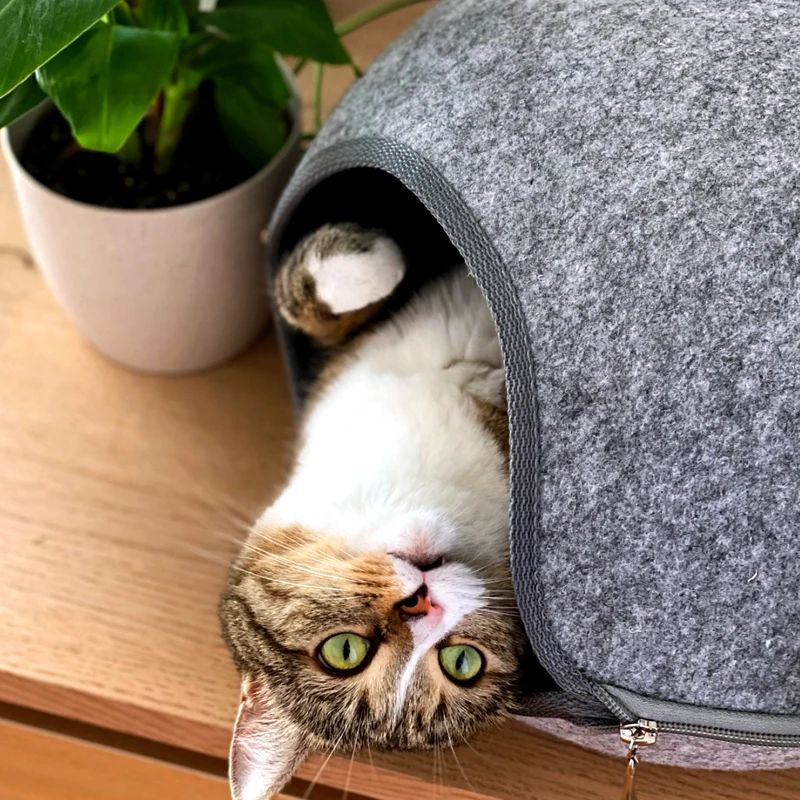 Katzenfreundliche Zimmerpflanzen (3er Set)