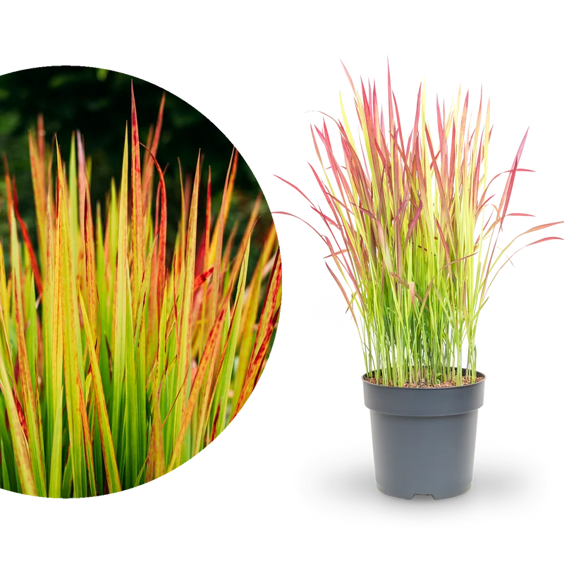 Japanisches Blutgras ‘Red Baron’