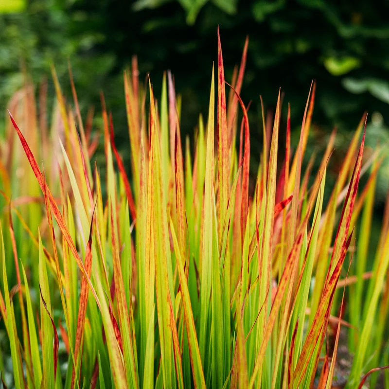 Japanisches Blutgras ‘Red Baron’