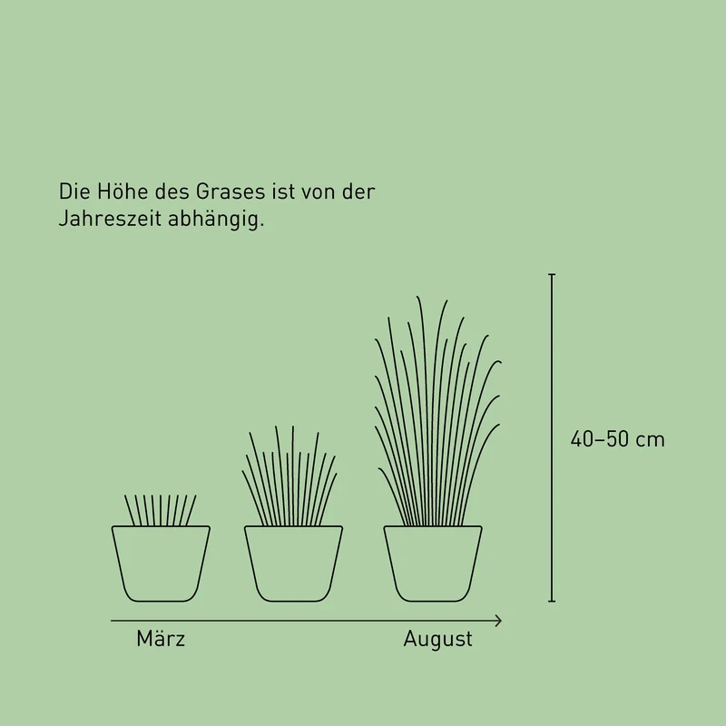 Japanisches Blutgras ‘Red Baron’