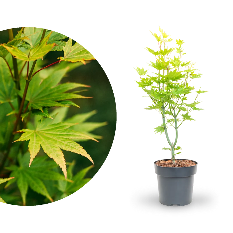 Japanischer Goldahorn 'Jordan'